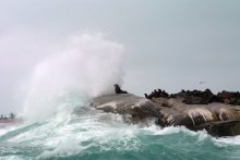 South Africa's number 8 Island seals / ********