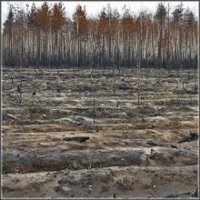Russian forests in 2010 / ***