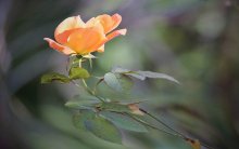 lone sickly rose in November / ***