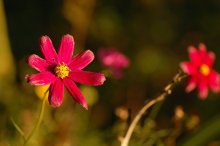 Flower / ***