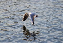 Seagull / ***