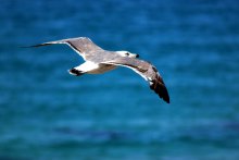 Seagull / _-_-_