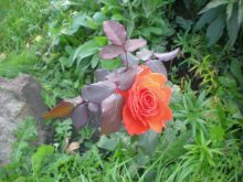 Autumn Rose / ***