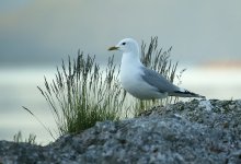Portrait of a gull / ***