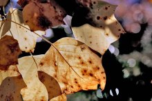 Autumn will never be / ***