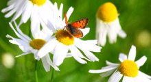 Last Butterfly Autumn / ***