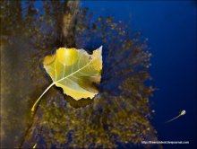 Autumn / ***