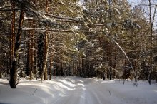 forest roads / -----