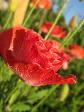 Poppy / ......