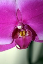 orchid / ***