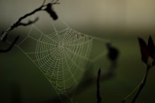 Life is a cobweb. Evening / ***