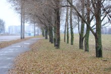 sleepy morning / ***