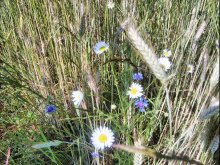 wildflowers / ***