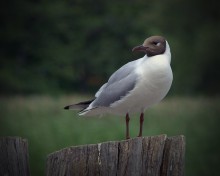 Portrait of a Bird / ***