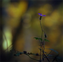 in the dark forest ... / .....