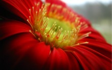 gerbera / ***