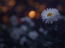 Moon, moon, flowers, flowers ... / .....