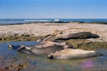 Sea lions / )))))
