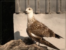 with a broken wing / **********