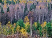 Autumn motive / ***