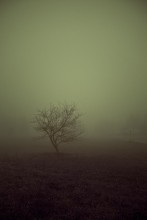 About nastroencheskih influences of fog / ***