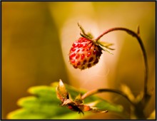 It was summer ... / ***