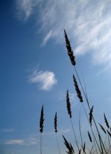 spikelets / ***