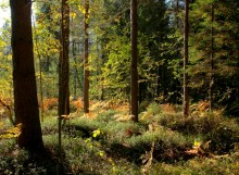 At the edge of forest / ***********