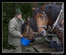 Animal Caring / Feeding up the horses.