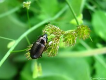 Zhuzhzhelitsa / ***