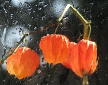 Physalis / *******************