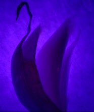 Swan / 1234567890