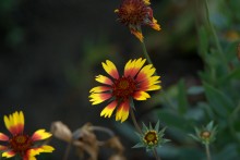 Autumn / ***