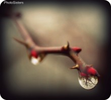 The whole world in a drop of dew. / ***