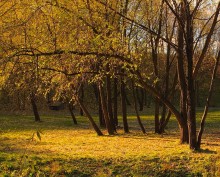 Alone with weeping willow / **********