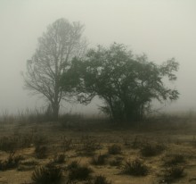 A couple in the fog / *****