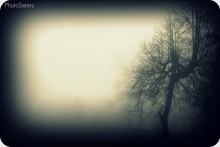 Dark Forest / ***