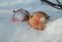 Apples in the Snow / ***