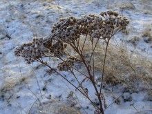 In anticipation of winter. / ***