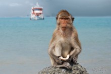 Monkey / ***