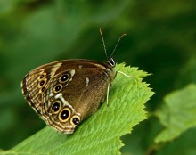 Barhatnitsa / Coenonympha oedippus