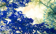 Enigma / ***
