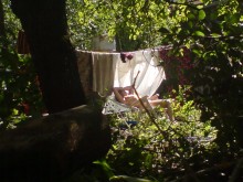 Daphne from a nearby site / ***