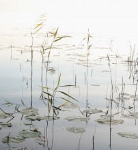 Water lilies / *****