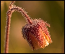 Wash with dew ... / ***