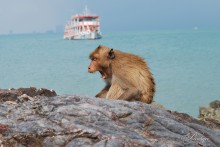 Monkey - proolzhenie / ***