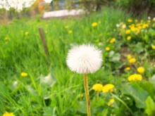 Dandelion / ...................