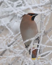 Winter handsome / ***