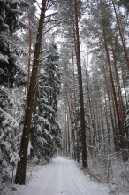 in the winter forest ... / ***