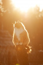 Sunny Cat / ***